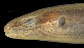 Media type: image;   Herpetology R-56012